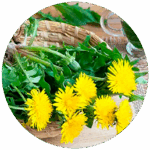Dandelion leaves