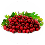Hawthorn berries